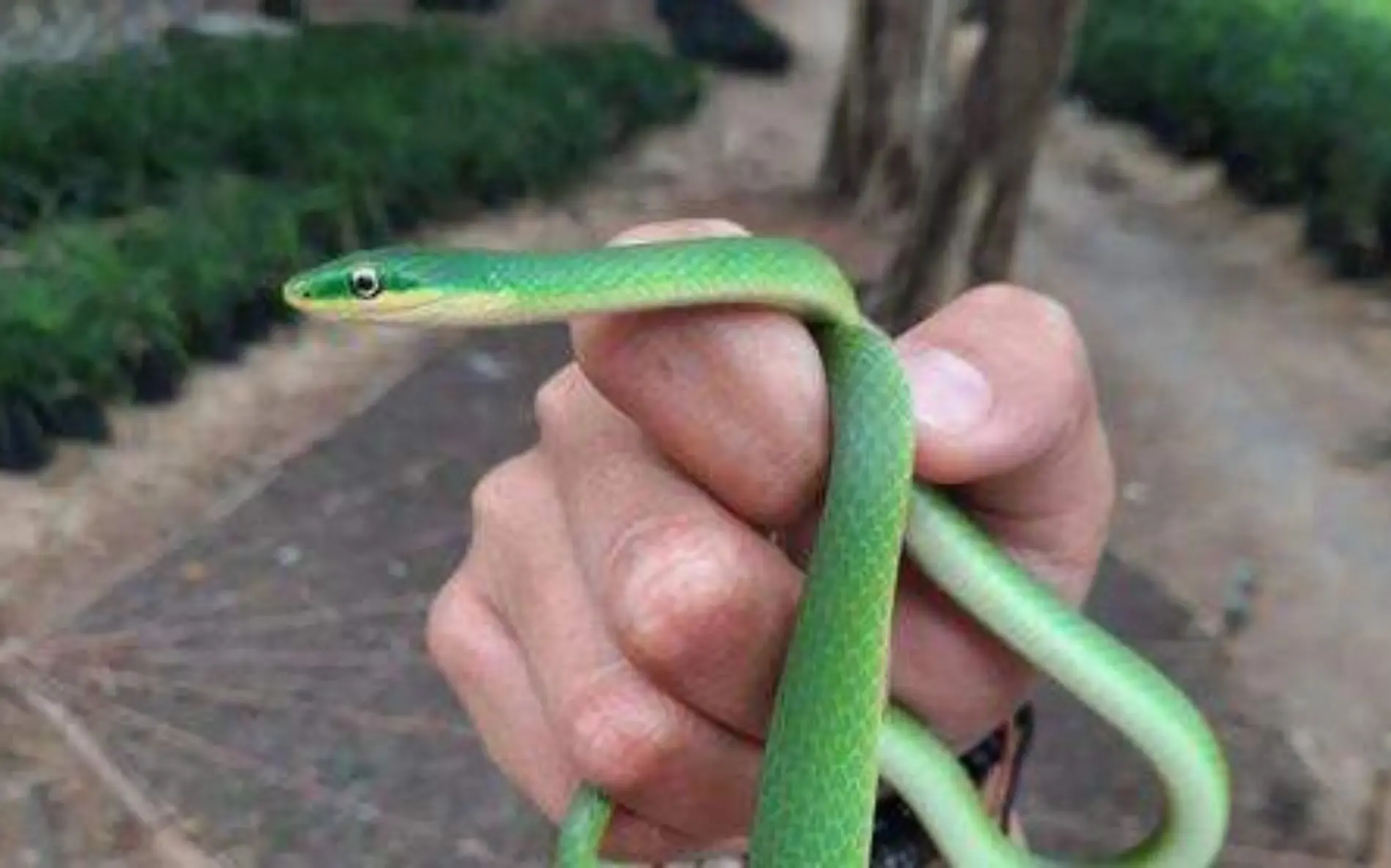 Capturan una serpiente grillera en Altamira Gobierno Municipal de Altamira